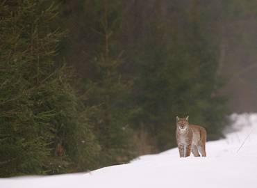 Estonia's Mammals - A Eurasian Lynx Special