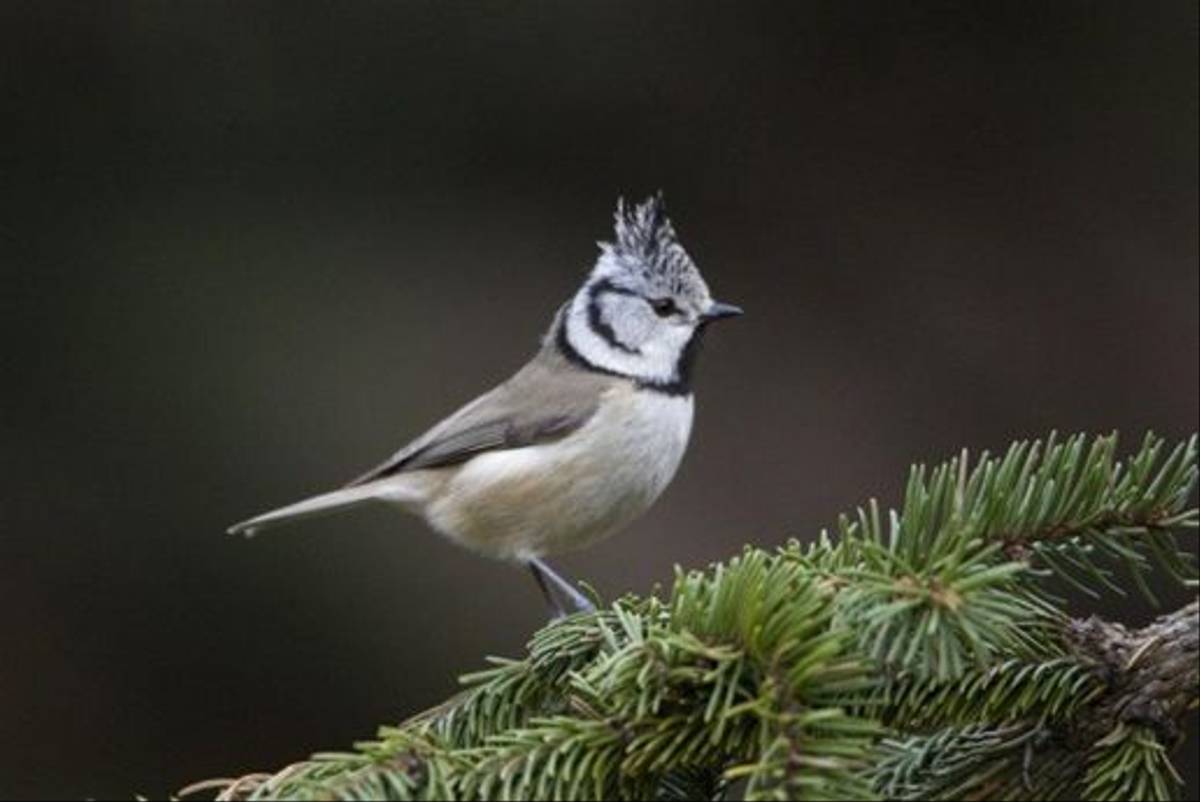 Crested Tit (Mati Kose)