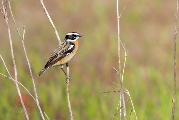 Whinchat