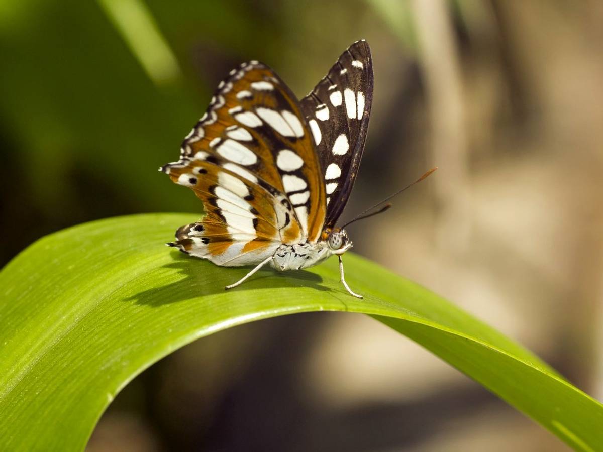 Hungarian Glider Butterfly Shutterstock 237209674