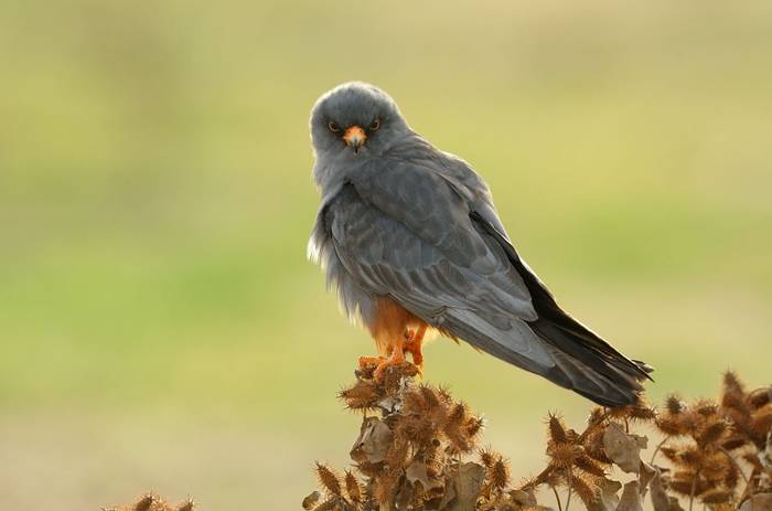 Red-footed Falcon