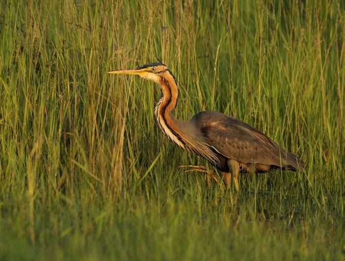 Purple Heron