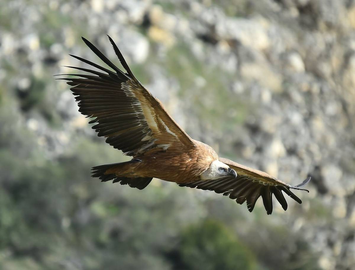 Griffon Vulture shutterstock_1668412243.jpg