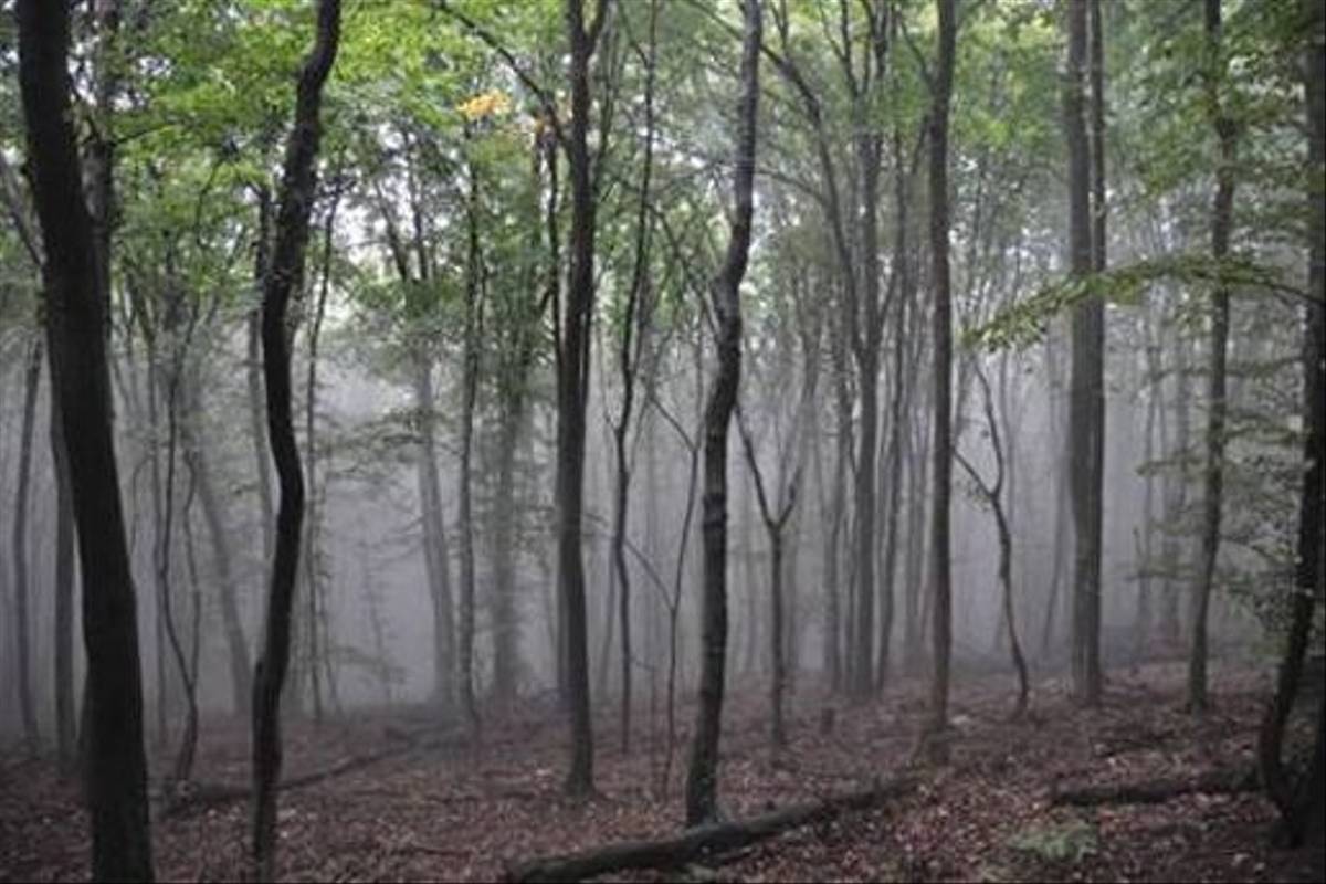 Early morning Beech woodlands (Jon Stokes)