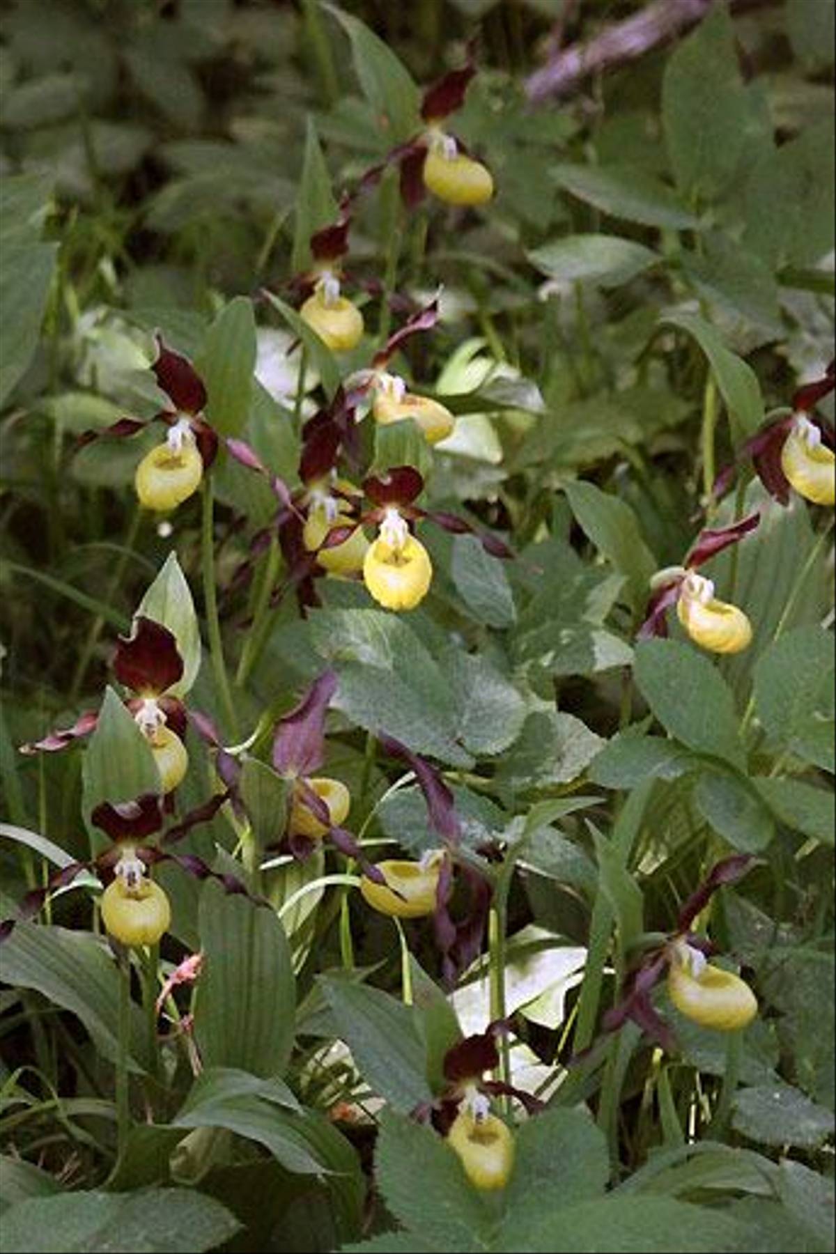 Lady's Slipper Orchid ( Mark Ogden)