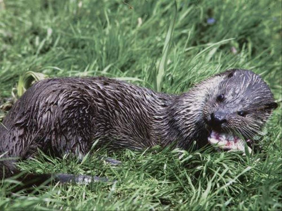 Otter feeding (Malcolm Stott)