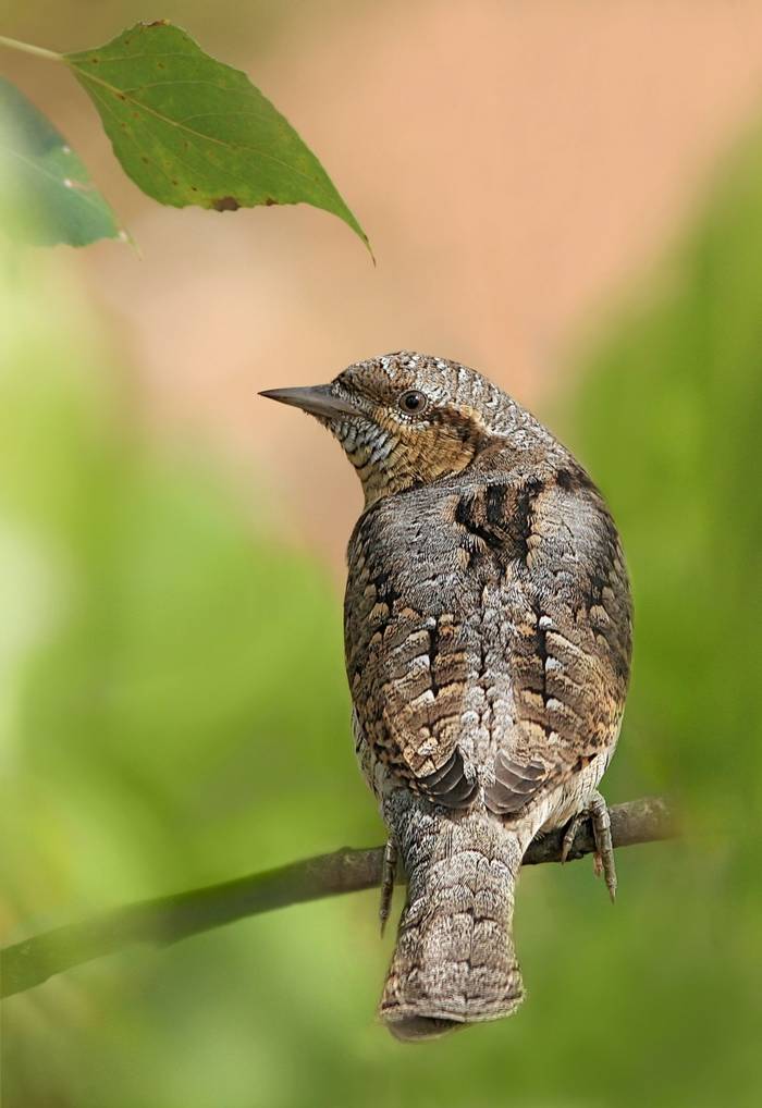 Eurasian Wryneck