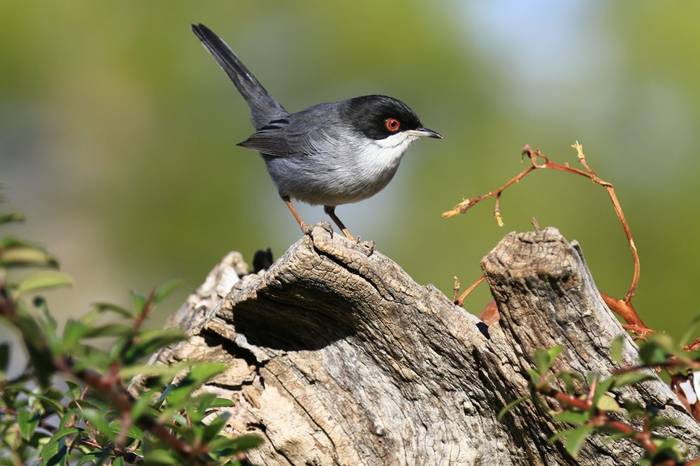 Sardinian Warbler