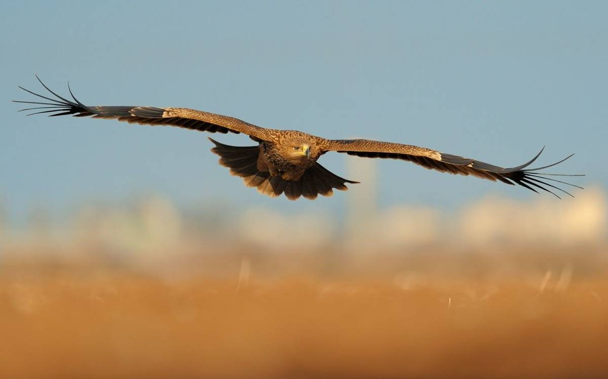 Eastern Imperial Eagle