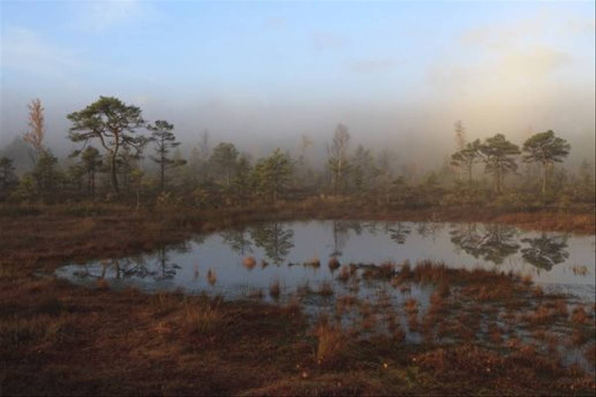 Tolkuse Bog (Mati Kose)