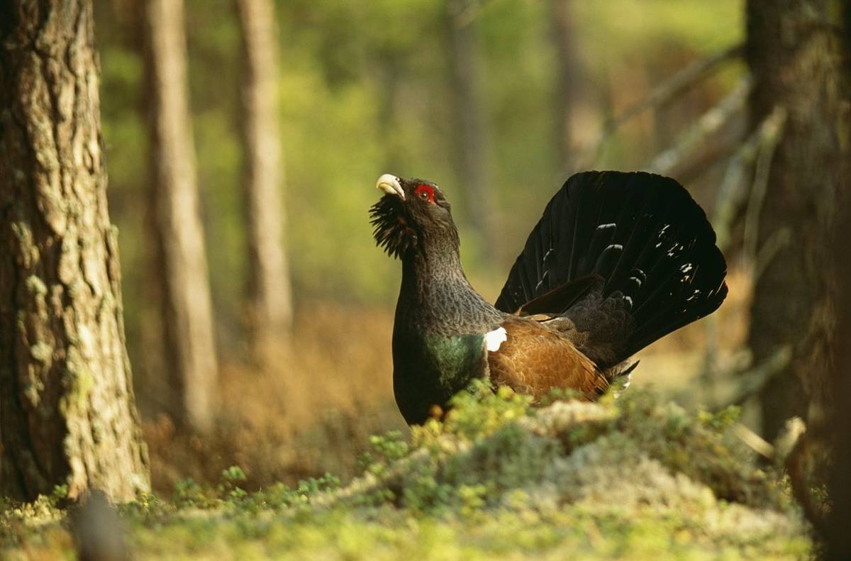 Capercaillie Shutterstock 111819875