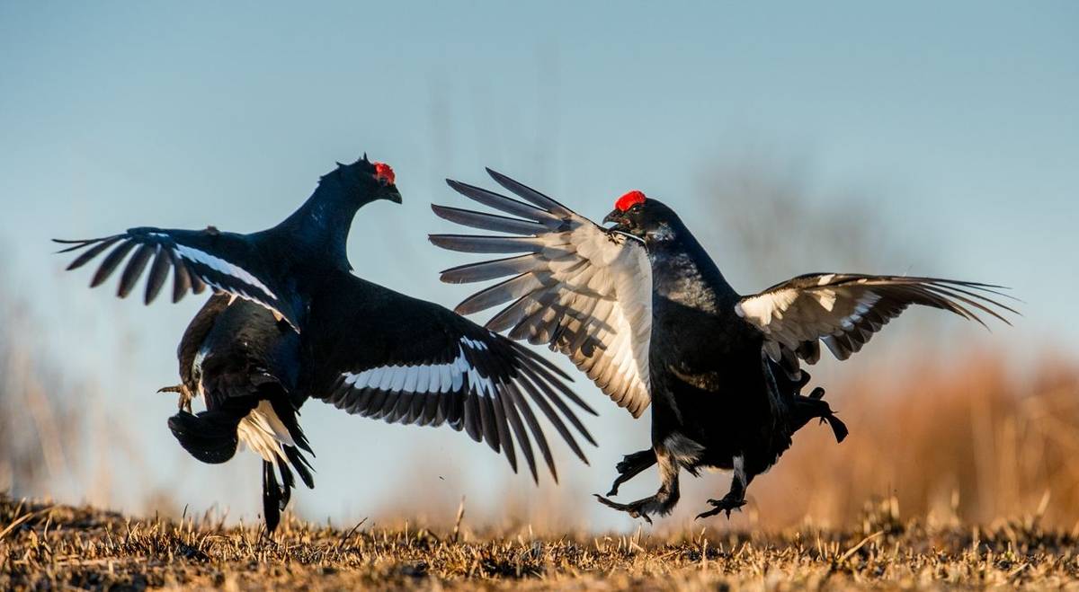 Black Grouse