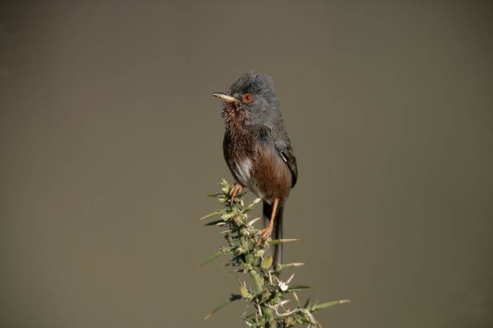 Dartford Warbler