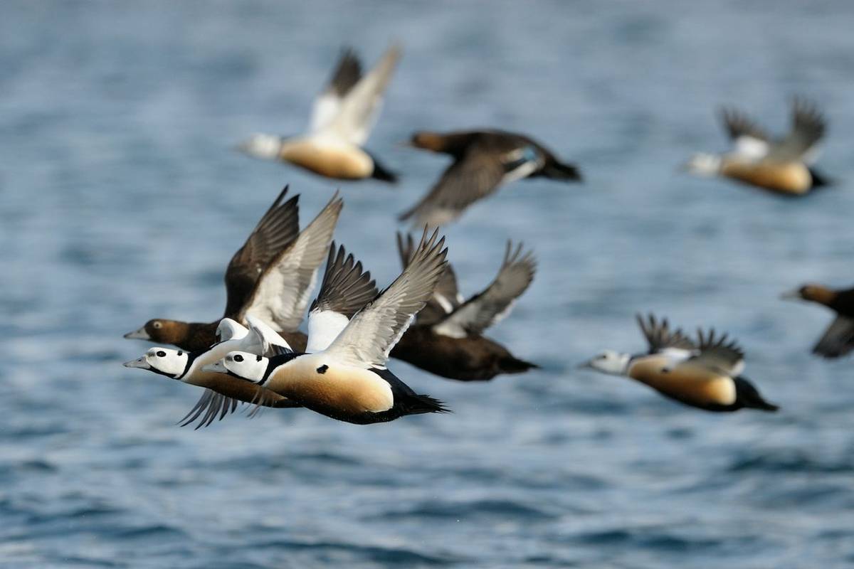 Steller'S Eiders Shutterstock 228735337