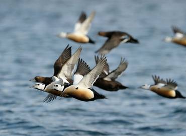 Estonia - A Steller's Eider Special