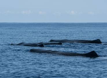 Whales & Dolphins of the Azores