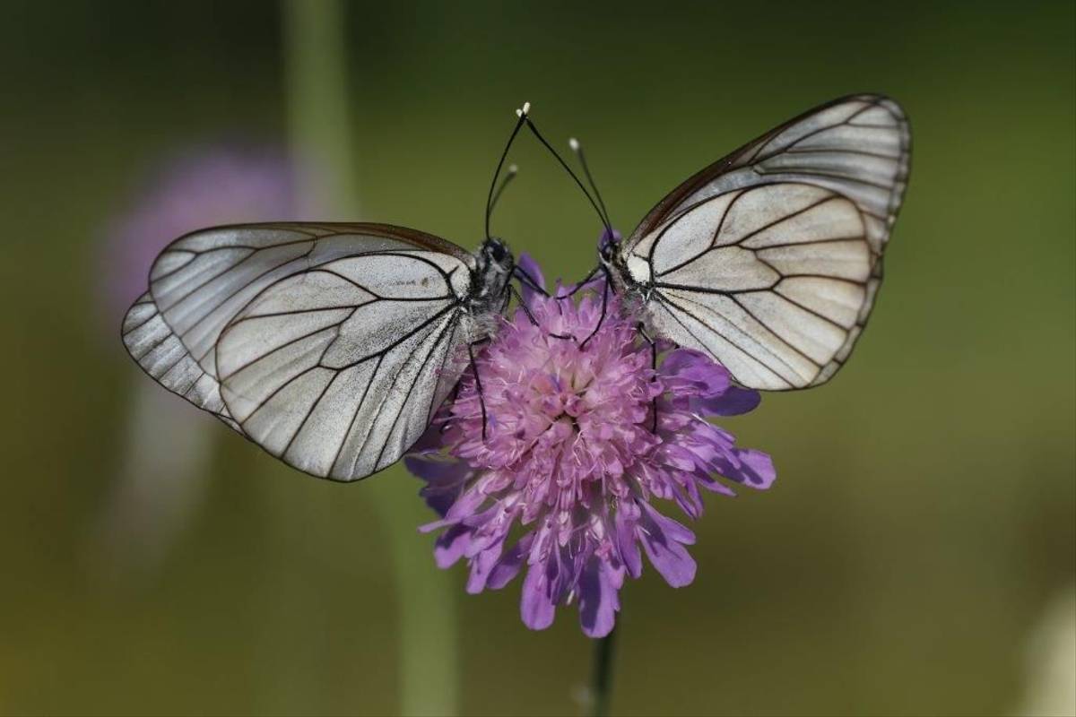 Black-veined White (Gerald Broddelez)