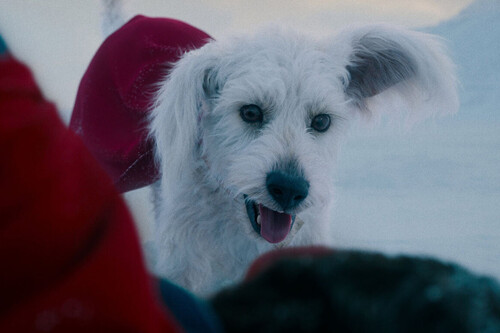 Quién es Krypto, la poderosa mascota de Superman que James Gunn se ha atrevido a traer al cine y que DC creó hace 70 años 