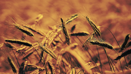 Tithes and Offerings - Wheat Preaching Slide