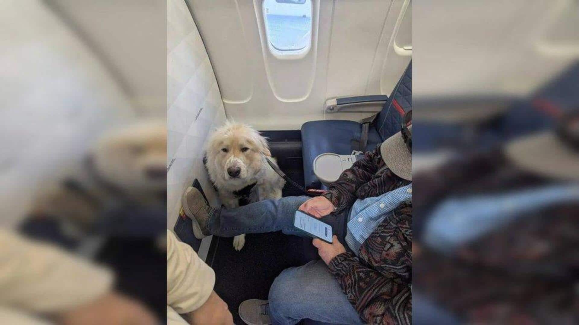 'No option': Airline gives passenger's first-class seat to service dog 