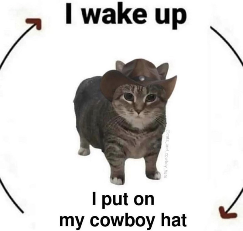 Cat - I wake up @cats_and_cowboy_hats I put on my cowboy hat