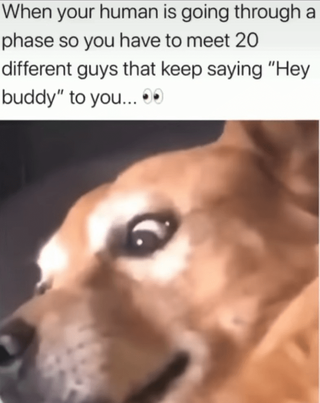 Bad Dog: Funniest Dog Memes of the Week of Good Boys Gone Bad (January 19,  2023) - Animal Comedy - Animal Comedy, funny animals, animal gifs