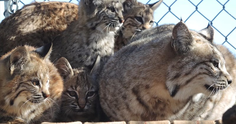 video of an injured bobcat being rescued then becoming a foster mom to a bunch of other bobcat kittens | thumbnail includes one picture of a fully grown bobcat surrounded by bobcat kittens