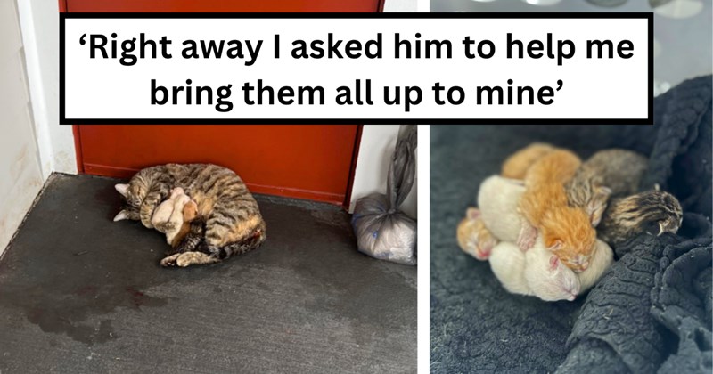 21 pictures of cats, kittens, and text | Thumbnail includes two pictures of cats and one picture of text including '‘Right away I asked him to help me bring them all up to mine’'