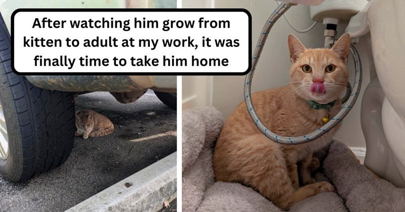 24 pictures of a cat and text | Thumbnail includes two pictures of a cat and one picture of text including 'After watching him grow from kitten to adult at my work, it was finally time to take him home'