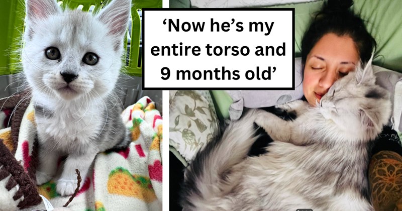 22 pictures of cats and text | Thumbnail includes two pictures of cats and kittens and one picture of text including '‘Now he’s my entire torso and 9 months old’'