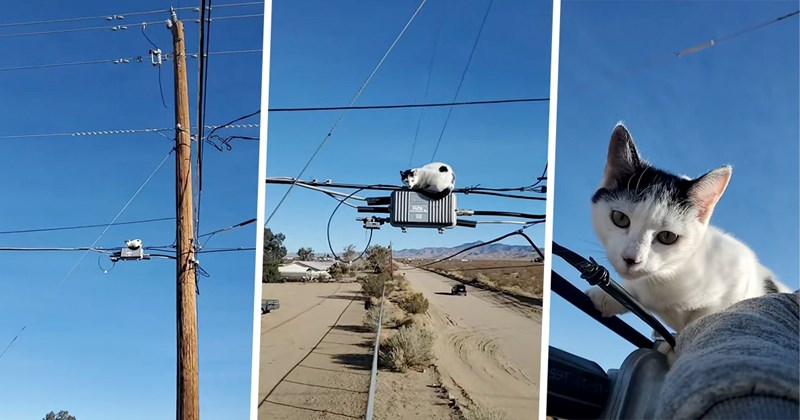 The 'Most' Blue Collar Man Rescues a Sweet Kitten Stranded On an Power Line's Transformer Box Meowing for Help in the Middle of Nowhere, Names Her 'Honey'