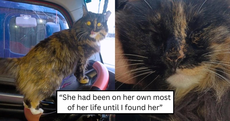 coyote coyotes viral trucker truck-driver cat cats cat-rescue rescued rescues adopted wholesome heartwarming story feline felines cuteness cute girl-cat adorable saved