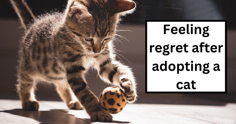 23 pictures of cats, people, and text | Thumbnail includes one picture of a kitten and one picture of text including 'Feeling regret after adopting a cat'