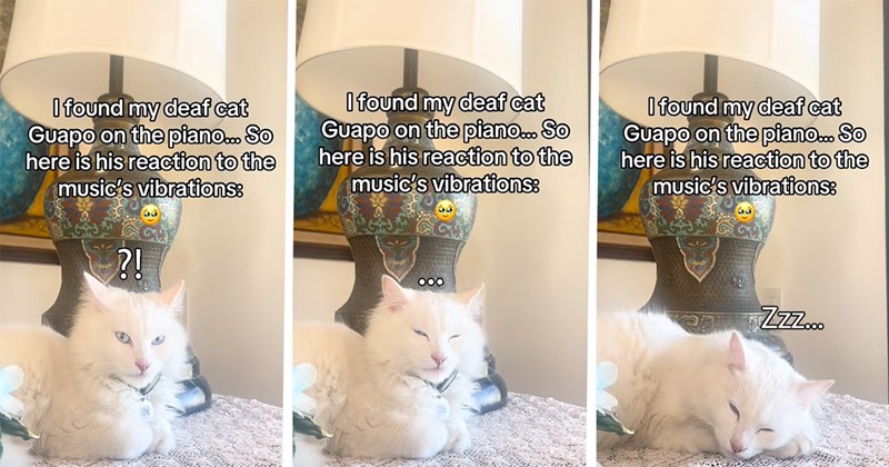 Cat Mom Finds Her Deaf Cat Sitting on the Piano So She Starts Playing, Cat Is Surpsingly Comforted By Its Melodic Vibrations, Goes Viral