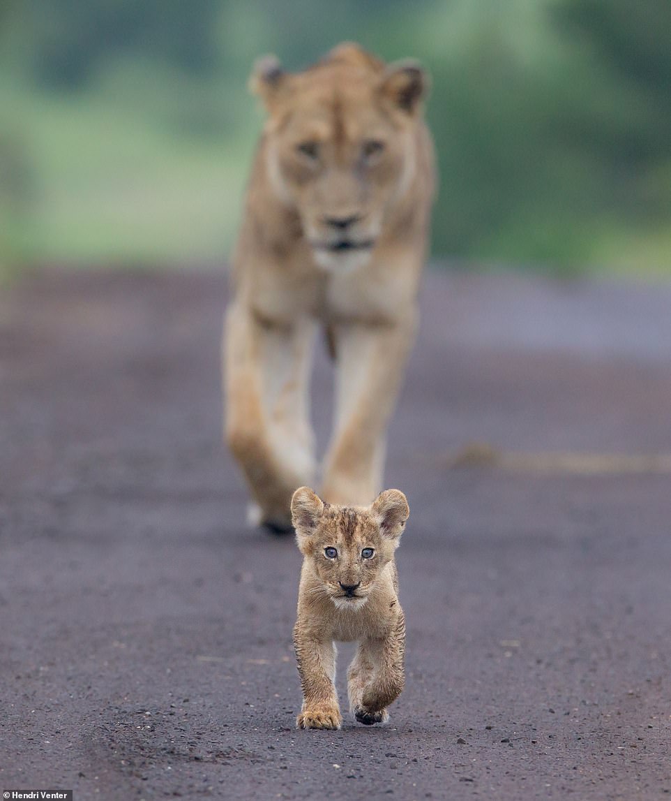 Margot Raggett and other wildlife photographers, including the current Wildlife Photographer of the Year, Marsel van Oosten, have created the coffee table photography book for charity to raise awareness about the threats that lions face. Pictured is a young cub leading boldly leading its pride by Hendri Venter