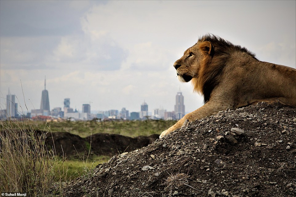 Margot Raggett said. 'So much of our wildlife is disappearing under our very noses, our generation has so much to answer for.' Pictured is a lion surveying his kingdom against the backdrop of the Nairobi city skyline in Nairobi National Park, Kenya, by Suhail Manji