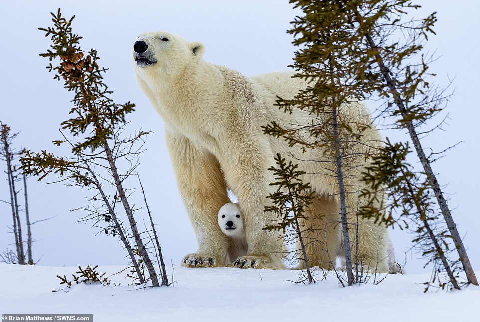 Polar bear cubs venture out of their den for the first time since birth with their mum in Wapusk National Park in Manitoba