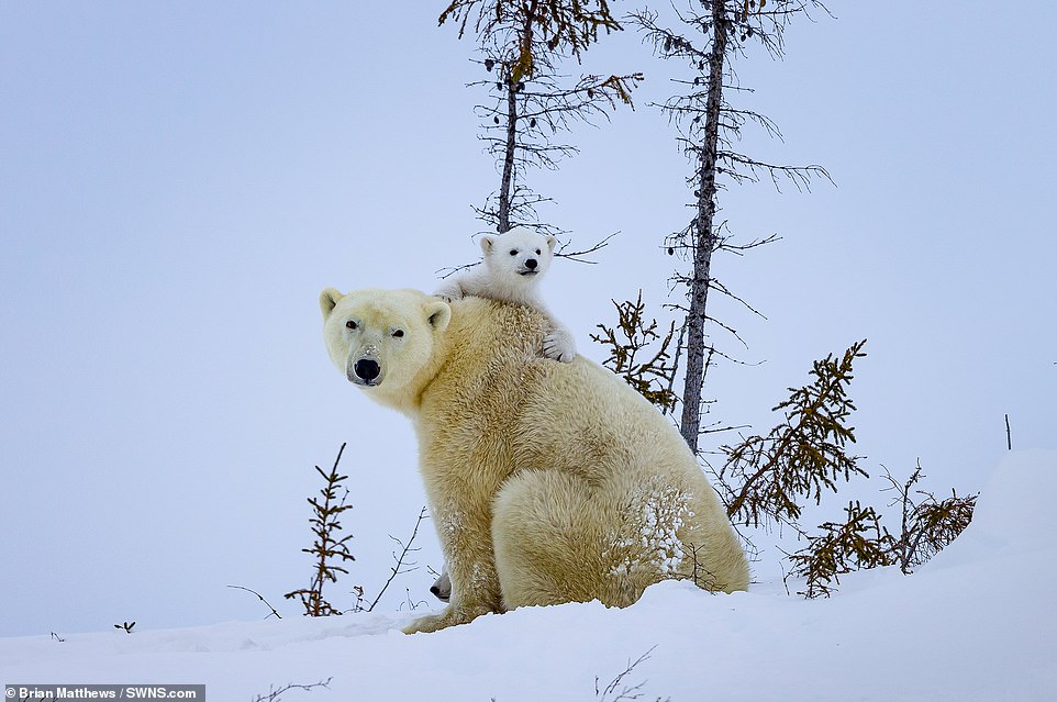 These playful polar bear cubs pose for the perfect family paw-traits after venturing out of their den for the very first time, before taking a well earned snooze curled up with their mum