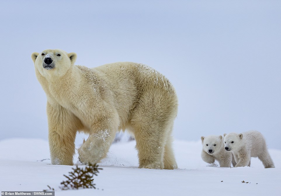 The baby bears were captured in thick snow as they took their first steps into the inside world, accompanied by their protective mother