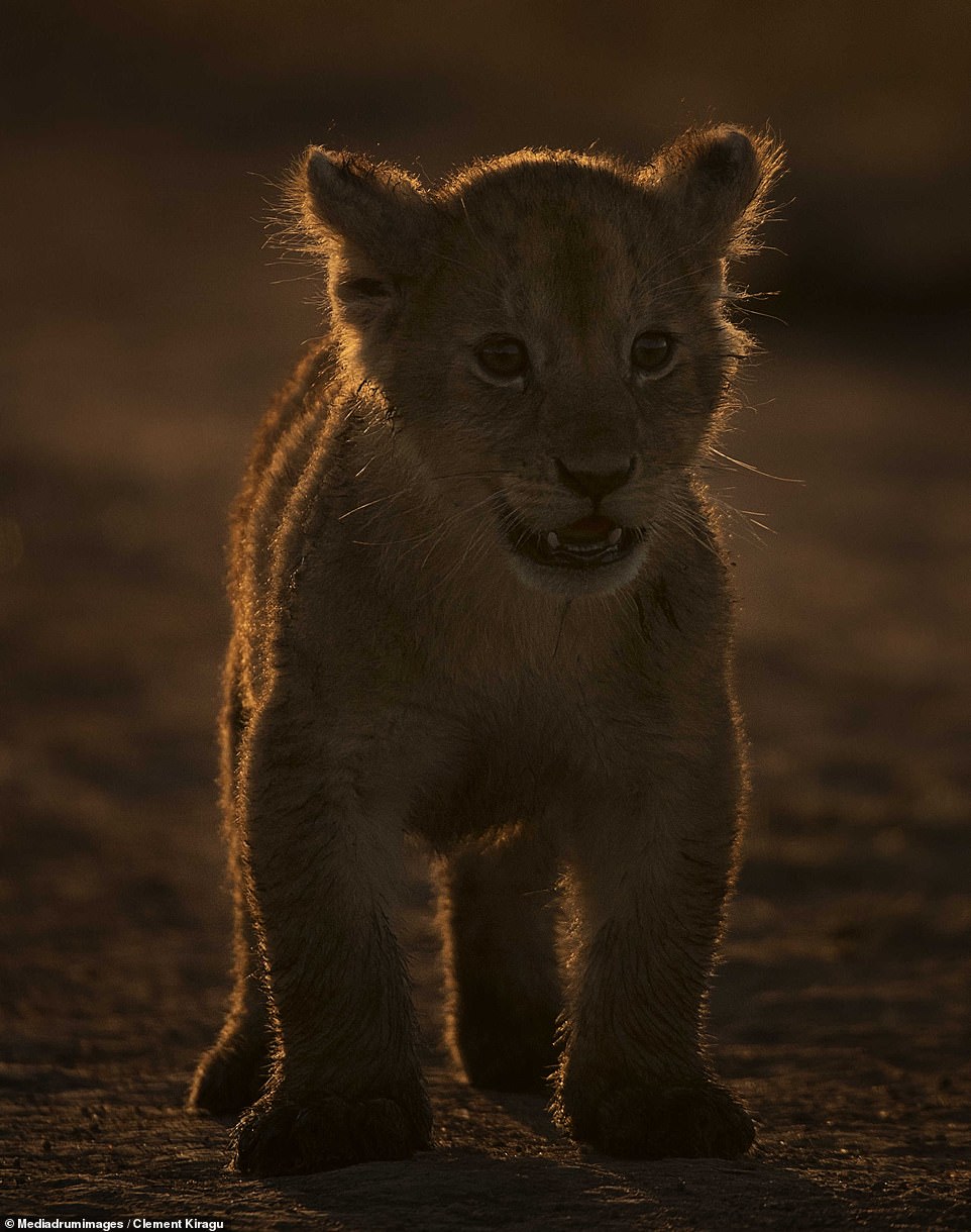 A lion cub walks through the dusty African savannah, the morning light cast off its fur in Nairobi, Kenya