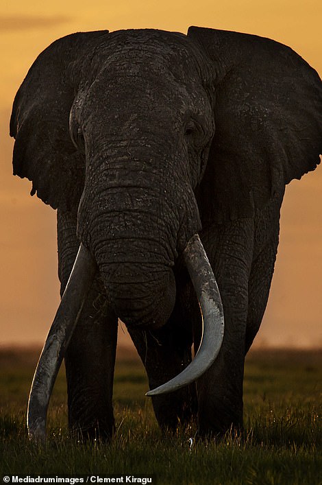 An African elephant stomps through the grassland in Nairobi, Kenya