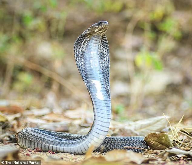 Suicide by snake: Animal smuggler kills himself by getting one of his cobras to bite him as he is arrested in South Africa