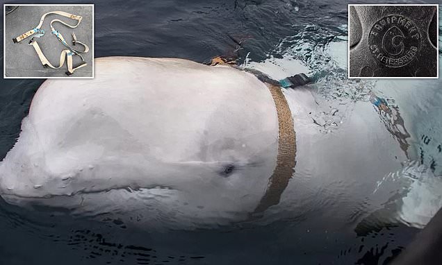 Russian spy whale found dead off Norway was defending Kremlin property in the Arctic,