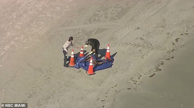 Aerial footage shows detectives at the scene examining the remains