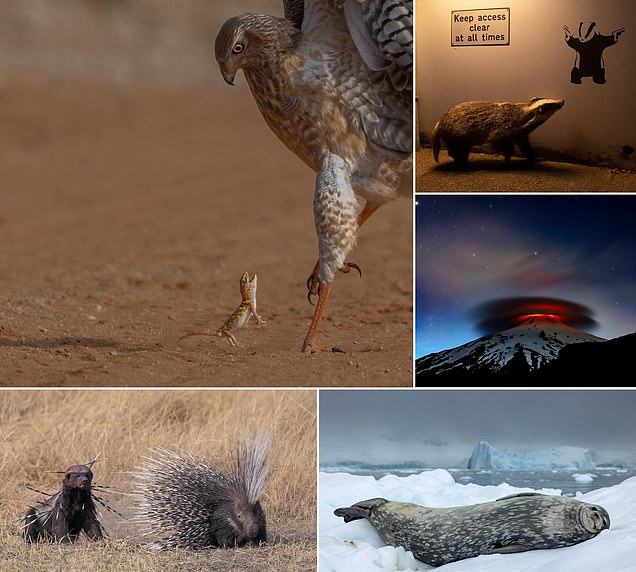 From a VERY determined honey badger to a sleepy seal: The amazing 25 shortlisted images