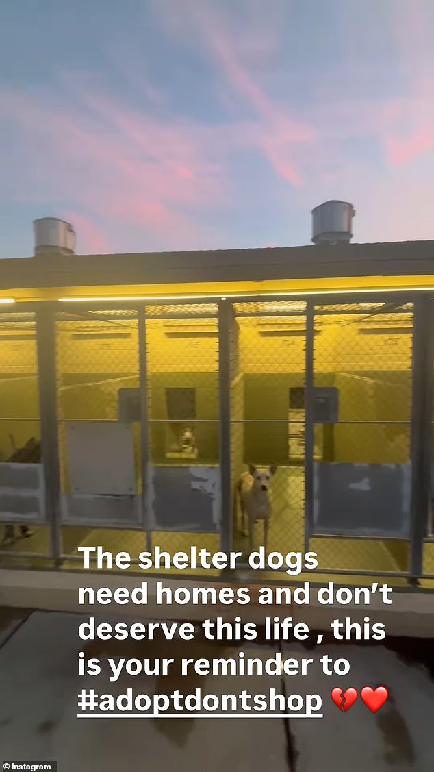 In a follow-up post, the TV star provided her 2.2million followers with a heartbreaking glimpse at the ongoing shelter crisis in California. She captured video of the countless kenneled dogs in need of rescuing