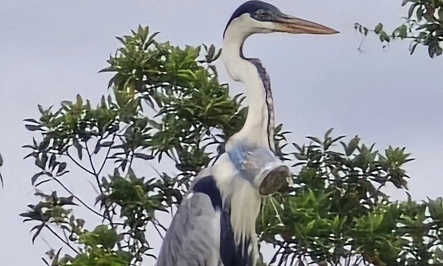 Heartbreaking image of heron with plastic cup stuck in its throat spurs rescue mission