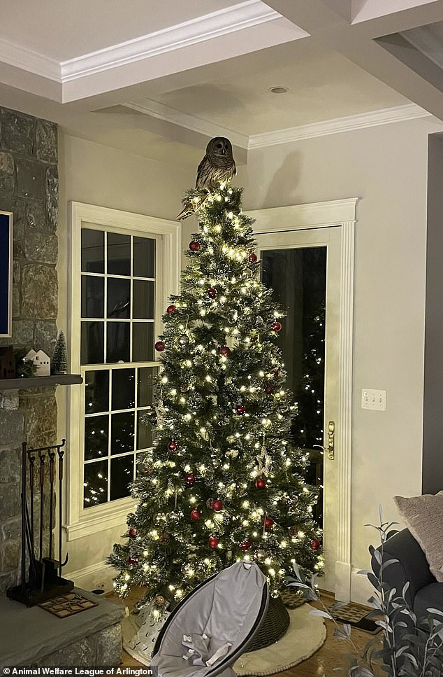 An unusual 'tree topper' sat atop of a Christmas tree inside the Burgoyne family's home in Virginia on December 19