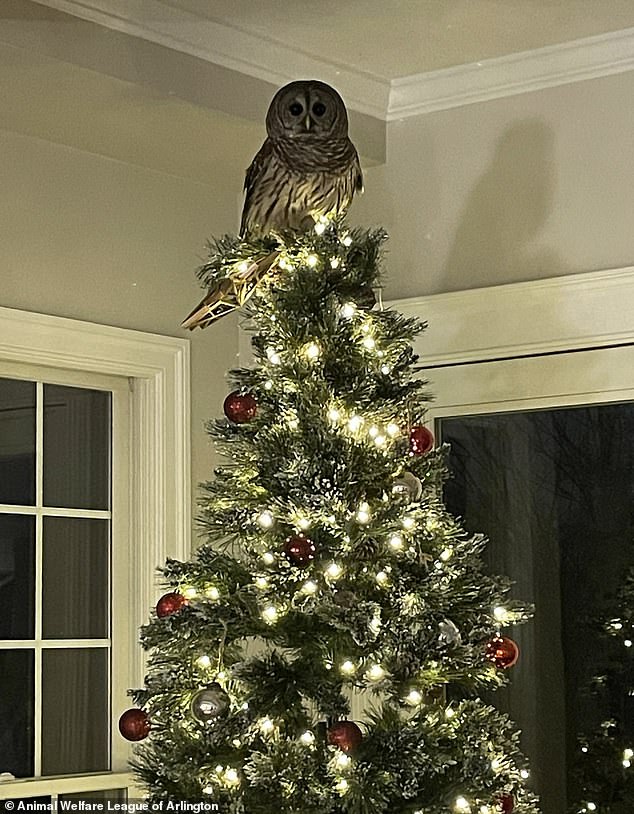 The barred owl sat on the tree for over an hour while the family waited for an animal services officer to safely remove the animal from their home