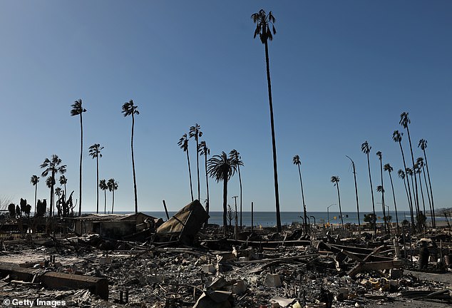 Conspiracy theorists pointed to the fact that many palm trees have survived - when man-made things have not, and suggested that it could have been caused by a weapon